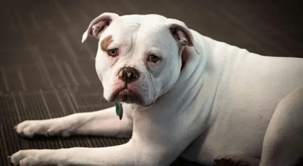 Ein weißer American Bulldog mit brauner Fleck über dem Auge liegt auf einem dunklen Teppich.