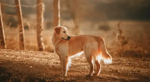 Ile żyje Golden Retriever? Kluczowe czynniki i porady ekspertów