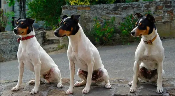 Tres perros bodegueros, blancos con manchas negras y marrones, sentados en un muro de piedra.