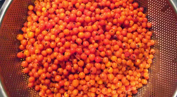 Gromadzone pomarańczowe owoce jarzębiny, gotowe na nalewkę jarzębiak wódka.