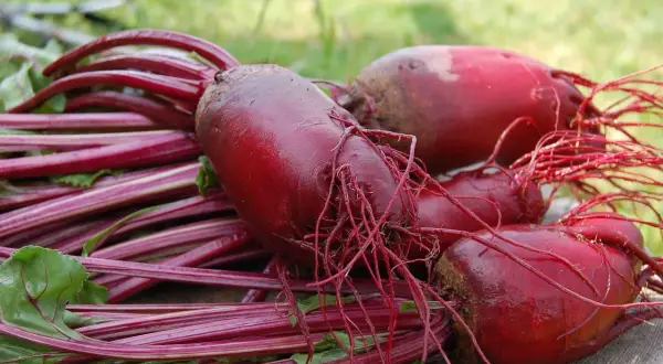 Frisch geerntete rote Bete mit ihren grünen Blättern und feinen Wurzeln liegen auf Holz. Die rote Bete Erntezeit ist da!