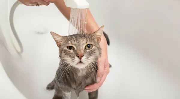 ¿Es bueno bañar a los gatos? Lo que debes saber para su bienestar