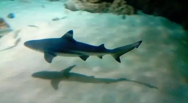 Oceanarium Toruń – Fascynujące zwierzęta i wyjątkowe atrakcje (NIECZYNNE)