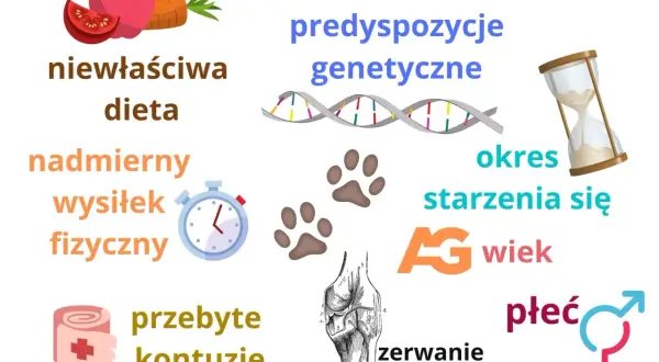 Czynniki wpływające na stawy psa: dieta, wysiłek, kontuzje, genetyka, wiek, płeć. Potrzebny lek przeciwzapalny i przeciwbólowy na stawy dla psa.