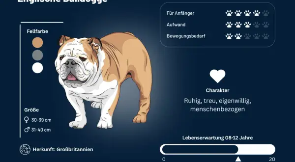 Eine Englische Bulldogge mit braun-weißem Fell, ruhig und menschenbezogen. Infos zu Fellfarbe, Größe, Herkunft und Charakter.