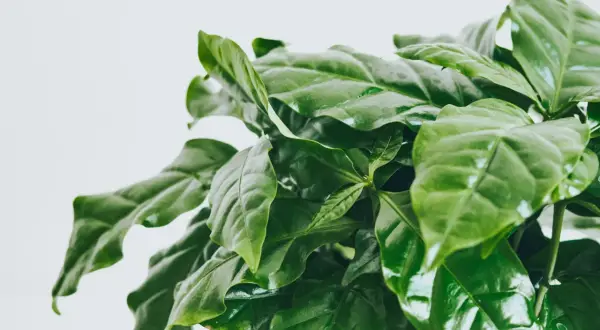 Närbild på en frodig kaffe planta med glänsande gröna blad mot en ljus bakgrund.