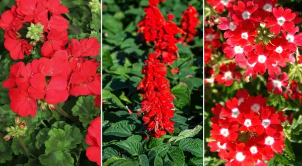 Trzy rodzaje czerwonych kwiatów doniczkowych: pelargonie, szałwia i werbena.
