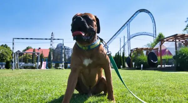Energylandia a psy: Czy można wprowadzić pupila do parku?