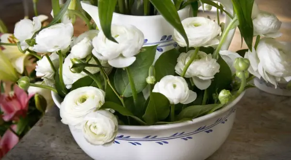 En bukett med vita ranunkler i en vit kruka med blått mönster. Blommorna är tätt packade med gröna blad.