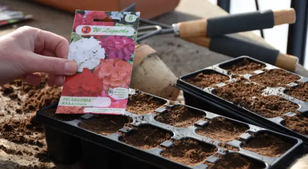 Ręka trzyma opakowanie nasion pelargonii, przygotowując się do siewu. Czas zacząć planować, kiedy siać pelargonie, by cieszyć się nimi latem.