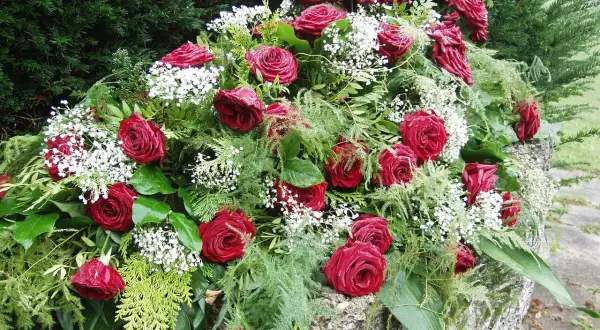 Bogaty wieniec z czerwonych róż i gipsówki, ozdobiony zielenią, stanowi elegancką oprawę dla wspomnień. Ceny wieńców pogrzebowych mogą się różnić.