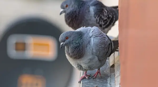 Skuteczne zapachy, które odstraszają gołębie z balkonu i ogrodu