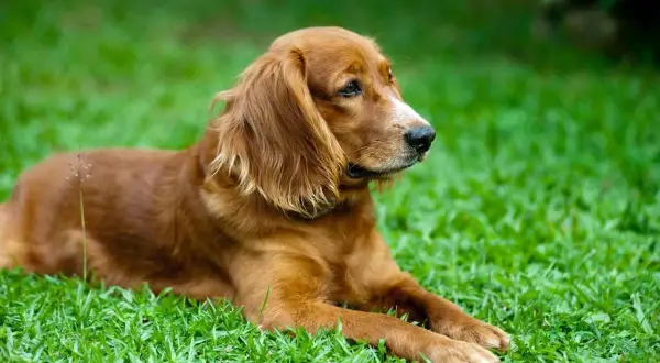 Brązowy spaniel miniaturka leży na zielonej trawie, wpatrując się w dal.