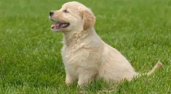 Uroczy, krótkowłosy golden retriever siedzi na zielonej trawie, patrząc w bok z otwartym pyszczkiem.