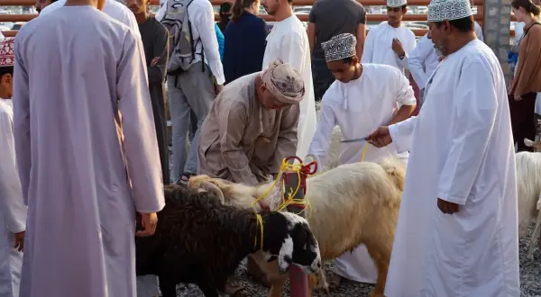 Oman: mężczyźni w tradycyjnych strojach przygotowują zwierzęta na targu. W tle widać inne osoby i budynki.