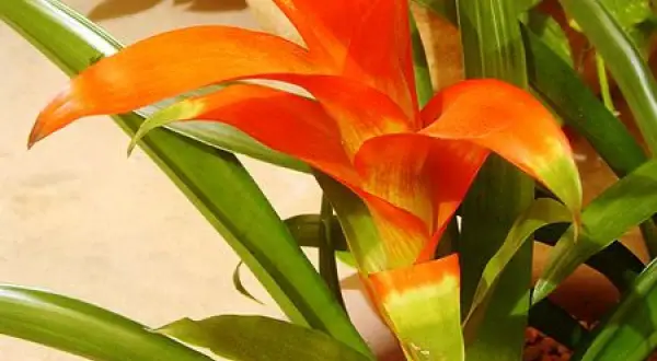 Jasna, pomarańczowa guzmania z zielonymi liśćmi. Dowiedz się, jak dbać o tę egzotyczną roślinę, by cieszyć się jej pięknem.