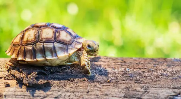 Mały żółw w Polsce przemierza pień drzewa.