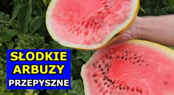Jak sadzić arbuza w Polsce? Krok po kroku do słodkich owoców!