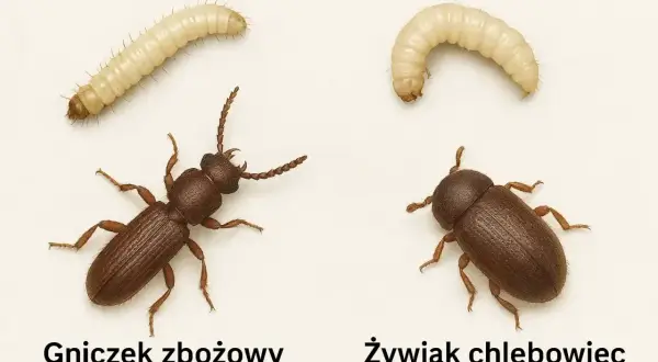 Dwa małe robaczki: gniczek zbożowy i żywiak chlebowiec, obok swoich larw.