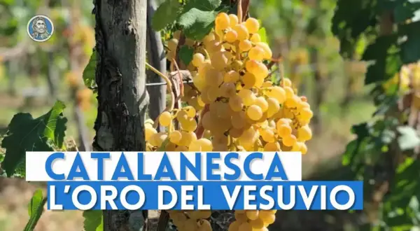 Grappoli dorati di uva Catalanesca del Vesuvio, "l'oro del Vesuvio", pendono da una vite.