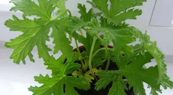 Jak zrobić herbatę z geranium? Prosty przepis i zdrowe właściwości