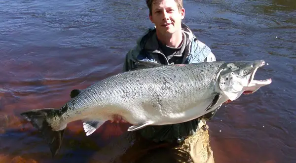 Ein Mann steht im Wasser und hält stolz einen riesigen Lachs, ein Erfolg beim Lachs angeln.