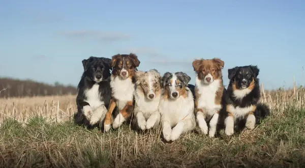 Sechs asca australian shepherd Hunde sitzen nebeneinander im Gras.