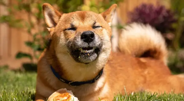 Szczęśliwy pies rasy Shiba Inu z zamkniętymi oczami gryzie kawałek chleba. Czy psy mogą jeść chleb? Ten pies zdaje się cieszyć!