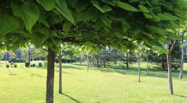 Katalpa w ogrodzie, z bujnymi, zielonymi liśćmi tworzącymi baldachim nad trawiastym terenem.