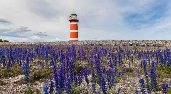 Rött och vitt fyr på Gotland, omgivet av lila blommor och en stenmur.