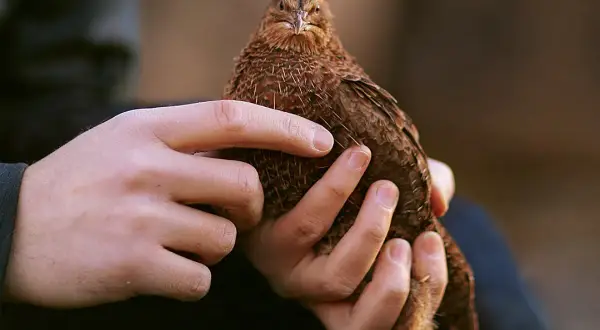 Hände halten ein braunes Wachtelküken. Ob es ein Hahn oder eine Henne ist, bleibt ein Geheimnis.