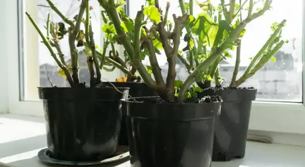 Pelargonie w doniczkach na parapecie, z młodymi pędami. Czy pelargonia jest wieloletnia? Tak, przy odpowiedniej pielęgnacji.