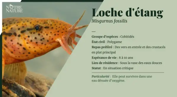 Une loche d'étang, poisson orange tacheté, vit sous la vase des eaux douces et peut survivre dans une eau dénuée d'oxygène.