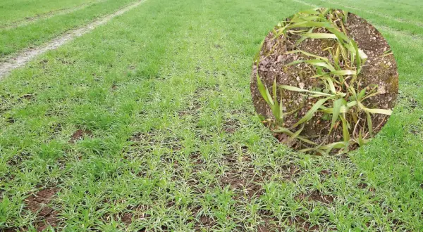 Champ de blé jeune montrant des symptômes de carence en manganèse, avec des feuilles jaunies et des traînées claires.