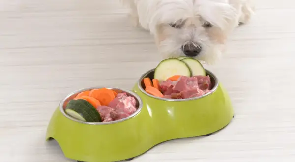 Ein weißer Hund schaut neugierig auf zwei Näpfe mit BARF-Futter: Fleischstücke, Karotten und Zucchini.