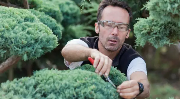 Mann mit Brille schneidet sorgfältig Koniferen mit einer Gartenschere, um die Form zu erhalten.