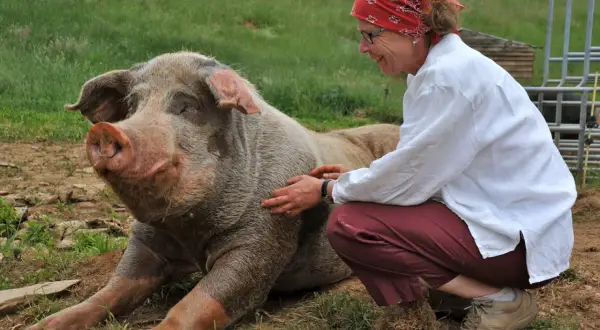 Une femme caresse un cochon dans son habitat naturel. Le cochon semble heureux et détendu, profitant de l'interaction.