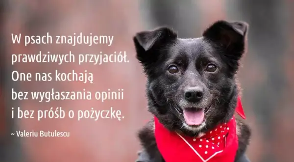 Czarny pies w czerwonej bandanie, z tekstem o psach i przyjaźni. Piękne cytaty o psach.