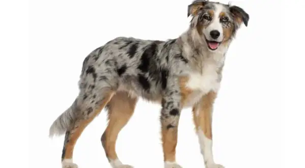 Ein wunderschöner australian shepherd kurzhaar mit marmoriertem Fell und freundlichem Blick steht auf weißem Hintergrund.