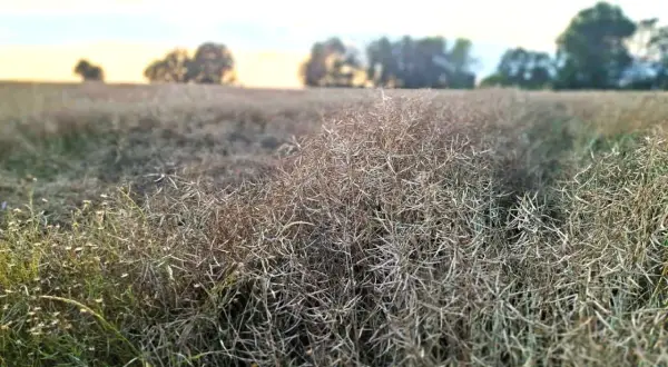Pole rzepaku w Szamotułach, gotowe do zbioru. Cena rzepaku zależy od wielu czynników.