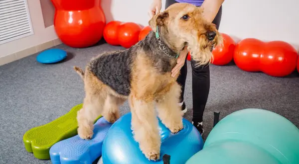 Airedale terrier ćwiczy psie sporty na niebieskiej piłce gimnastycznej, otoczony kolorowymi piłkami i podestami.