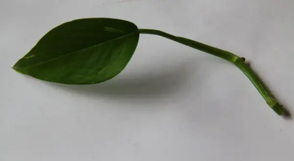 En grön stickling gullranka med ett blad ligger på ett vitt underlag.