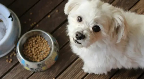 Najlepsza karma dla psa z alergią skórną, która poprawi zdrowie pupila