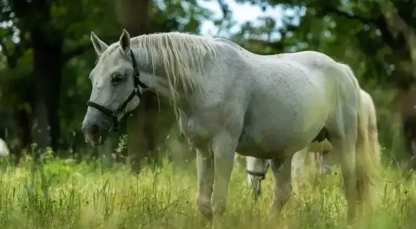 Piękny koń albinos pasie się na zielonej łące, otoczony bujną trawą i drzewami.