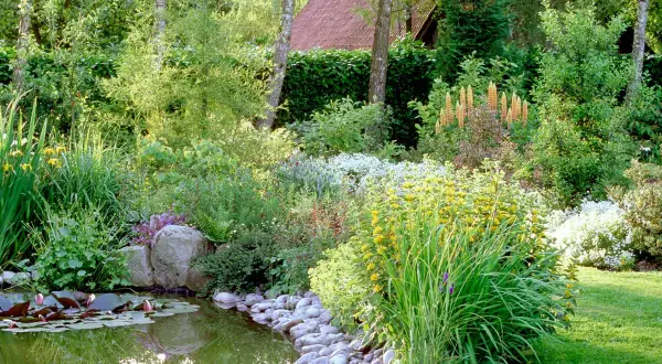 Un étang paisible bordé de plantes de berge sauvage, de nénuphars et de rochers. La végétation luxuriante crée un havre de paix naturel.