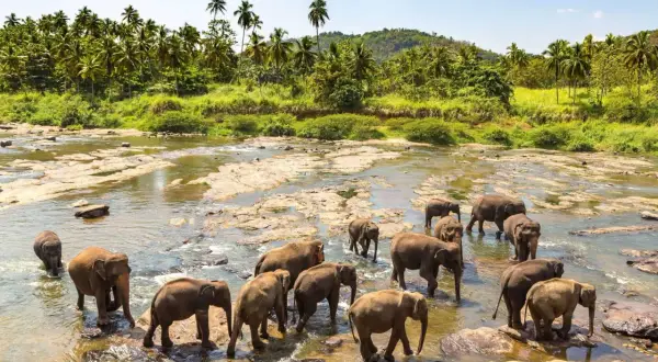 Un troupeau d'éléphants traverse une rivière bordée de palmiers, un moment inoubliable de safari au Sri Lanka.