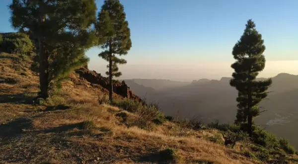 Paisaje de senderismo en Canarias con pinos en una ladera dorada y un valle brumoso al amanecer.