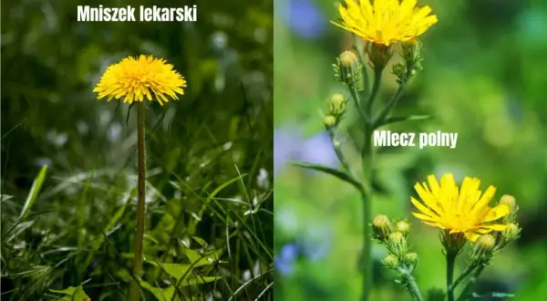 Mniszek czy mlecz? Jak odróżnić chwast od rośliny leczniczej