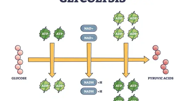 Schema della glicolisi, processo chiave nel metabolismo dei carboidrati, che trasforma il glucosio in acidi piruvici con produzione di ATP e NADH.