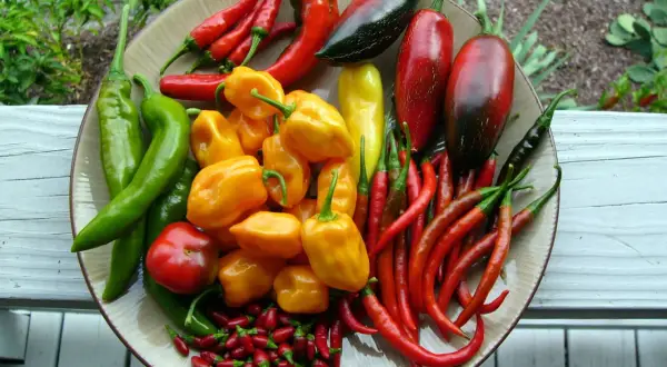 Was ist Chili? Schärfe, Sorten & Tipps für Küche & Garten